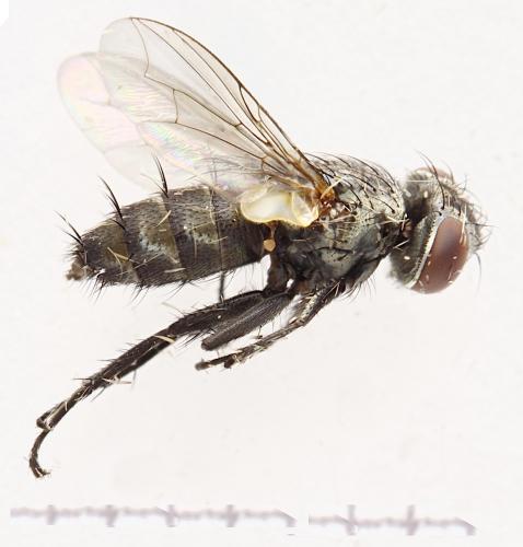 Metopia campestris